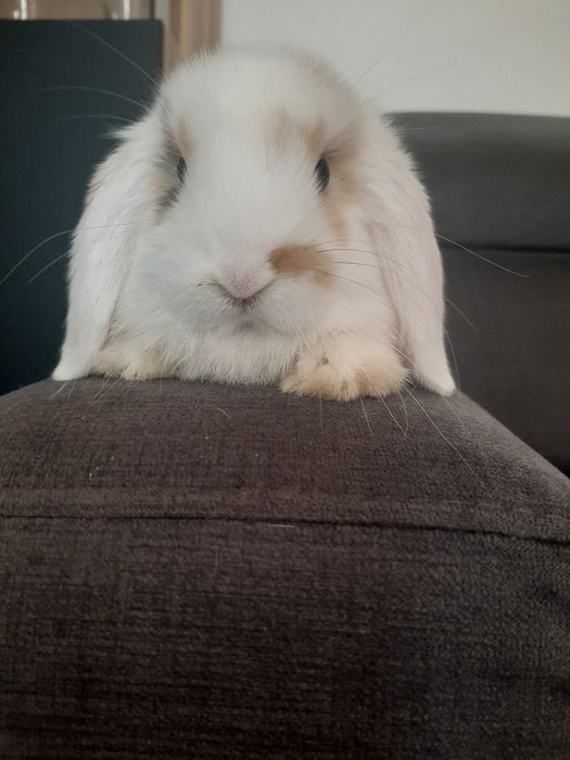 Kroliki baranek miniaturka karzelek mini lop