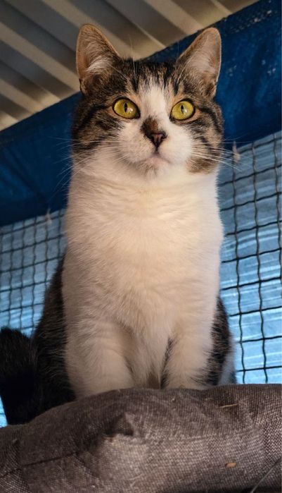 Молоді котики в добрі руки