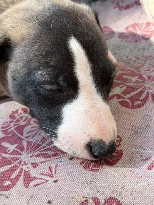Himiros GINO whippet chłopiec do odbioru w połowie października