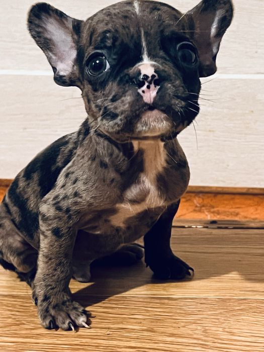 Французькі бульдоги