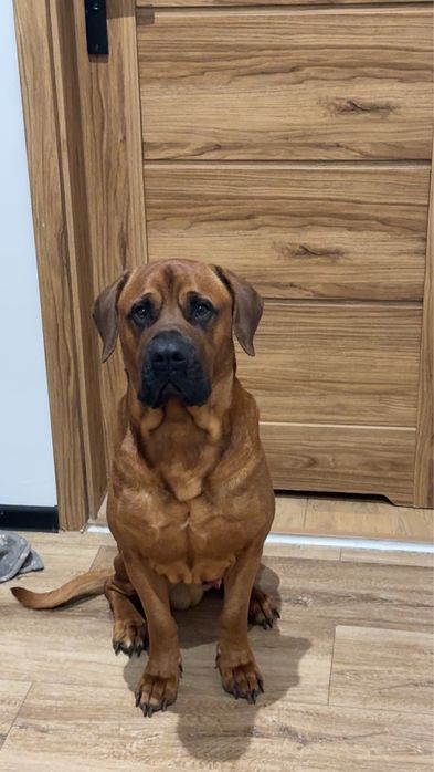 Dorosły pies do oddania tosa inu