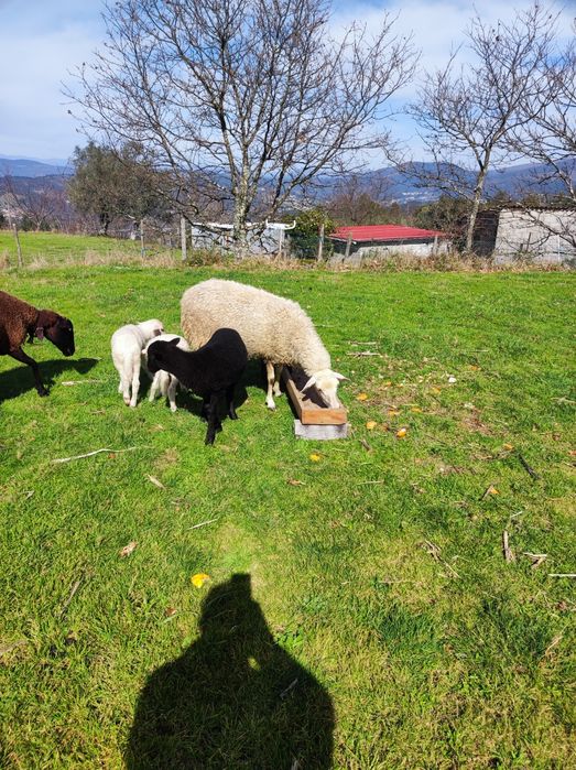 Vendem-se ovelhas com cordeiros