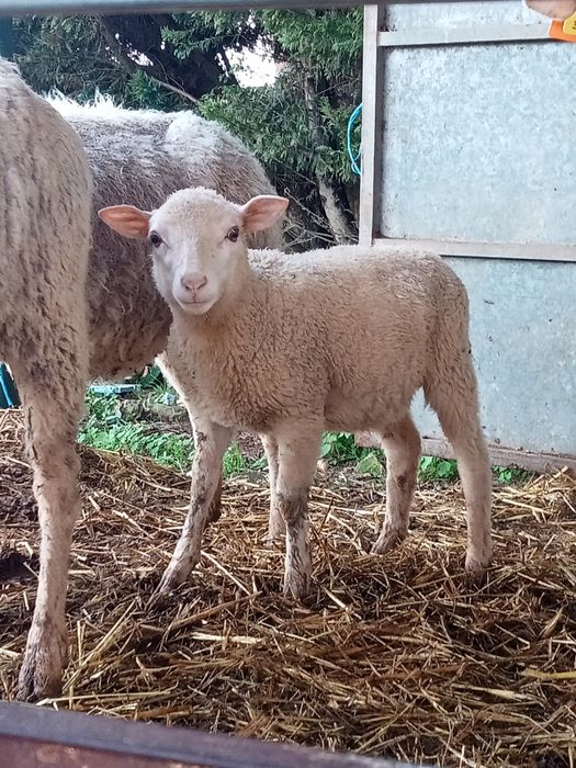 Borrego Merino Alemão Inra