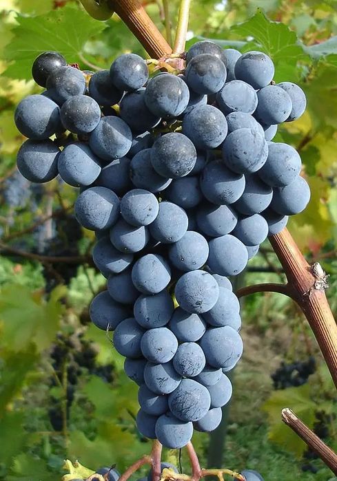 Продаж винограду