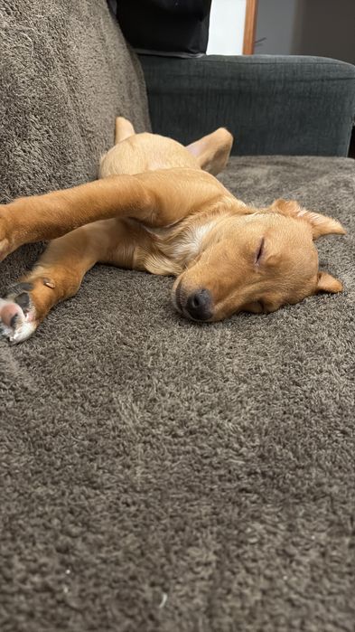 CÃO PARA DOAR  || ADOÇÃO