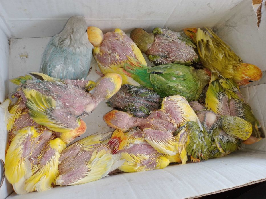 Vendo  agapornis bebés meiguinhos