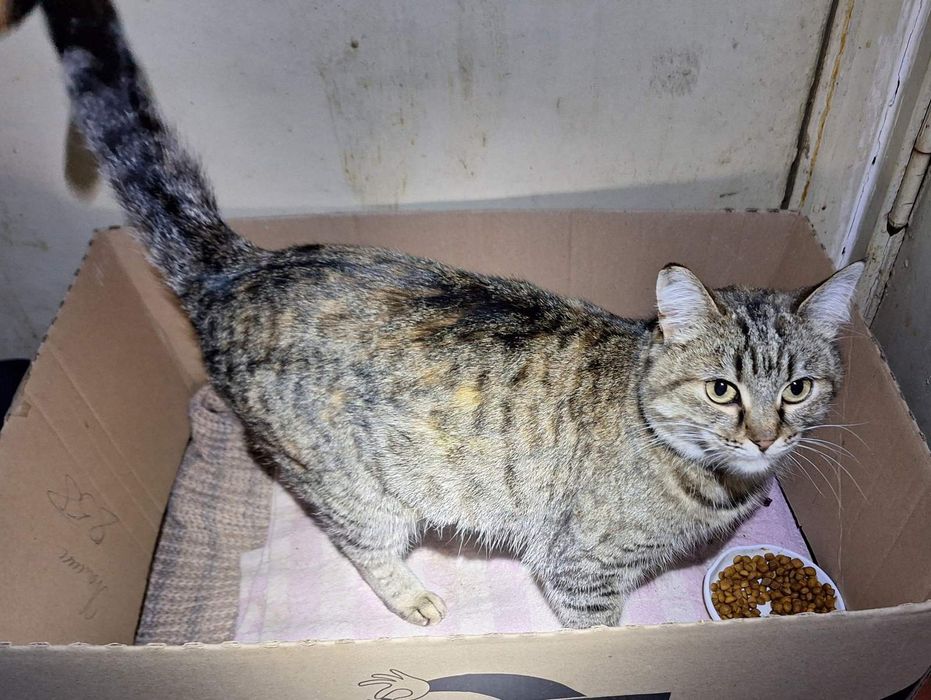 Стерилизованная кошечка даром. Кошка. Котята. Котенок. Бесплатно