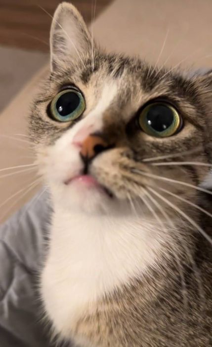 Віддам кицю Тернопіль