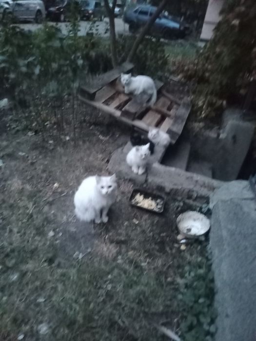 Спасите котят от холода и голода