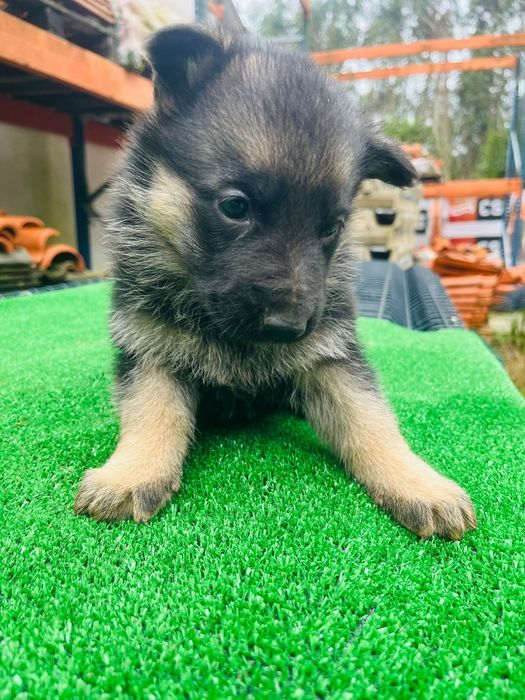 Pastor alemão disponível