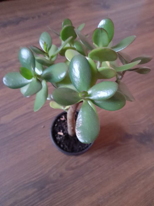 Продам вазонок грошовите дерево.