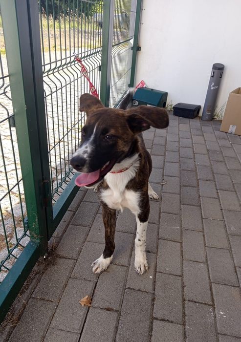 Cadelinha de 5 mesinhos para adopção responsável
