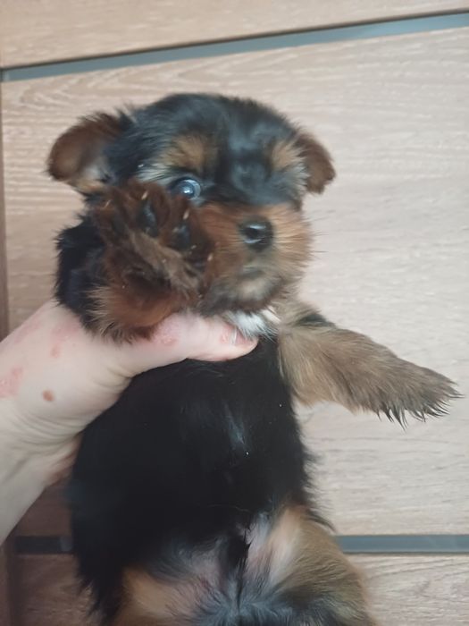 Йоркширские терьеры