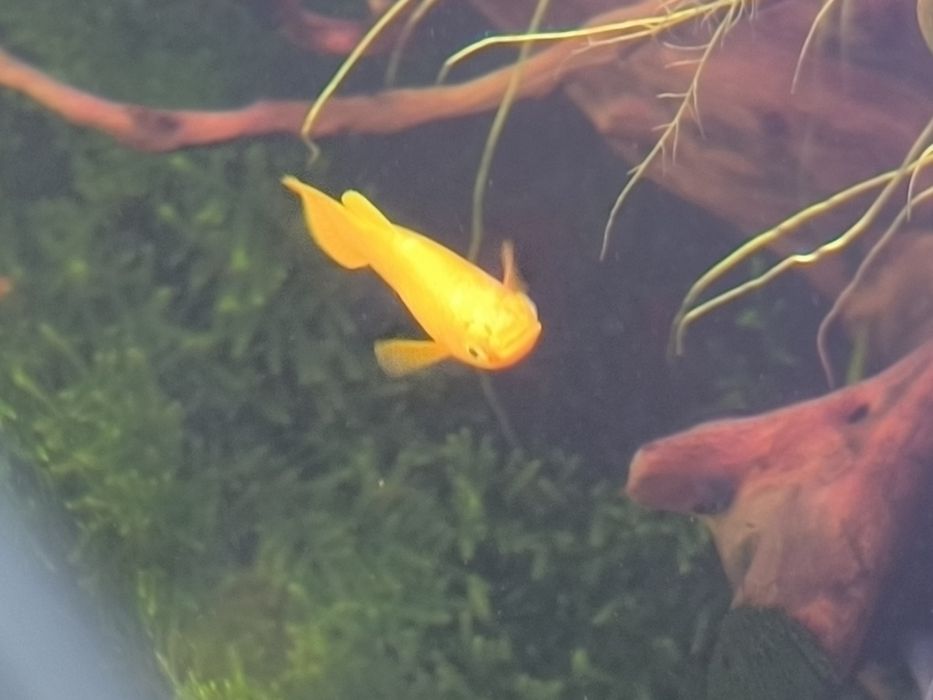 Molly Amarelos - Bebés e Adultos disponíveis