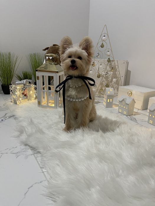 Помапу  чарівні крихітки чекають на вас