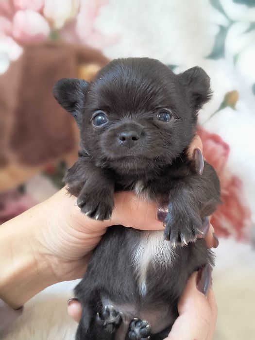 Chihuahua maleńki piesek