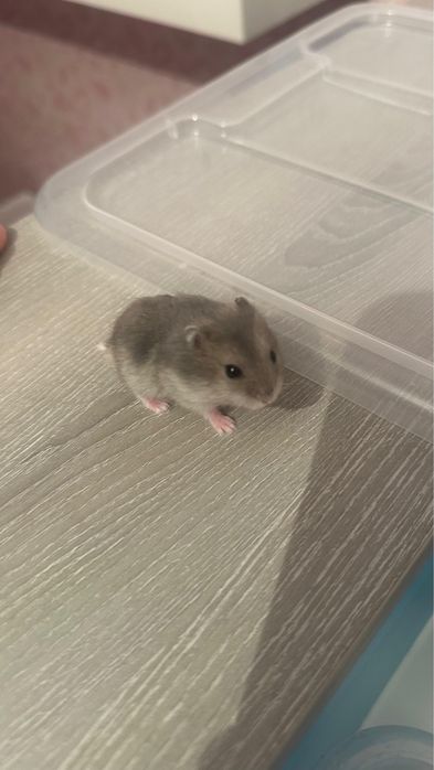 Hamster Russo Bebé