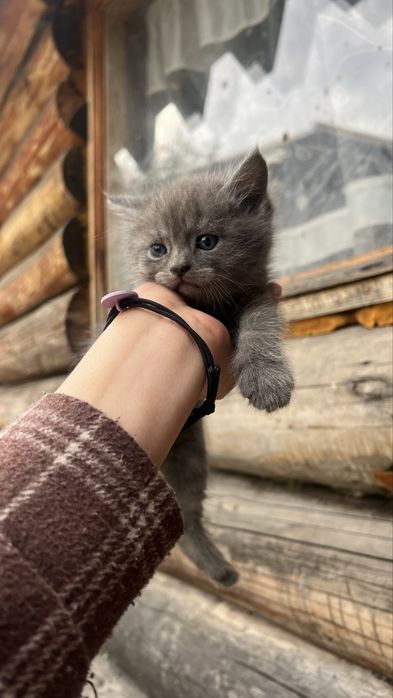 Котики мішані з бритаською висловухою