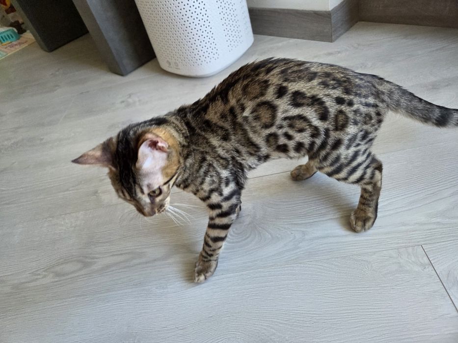 Бенгал хлопчик bengal
