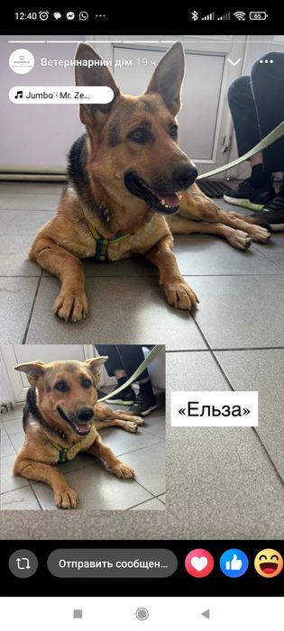 Шукаємо дім для собаки