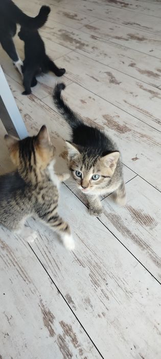 Kotki oddam za darmo