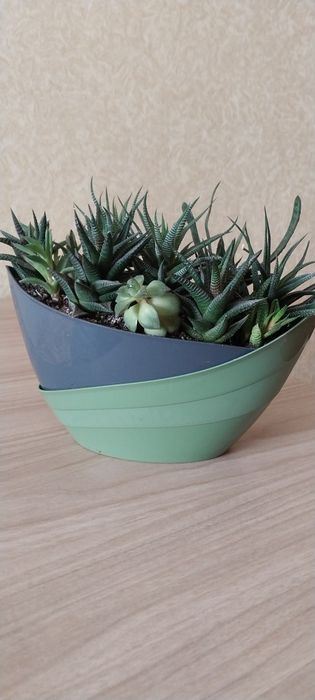 Суккуленты різні