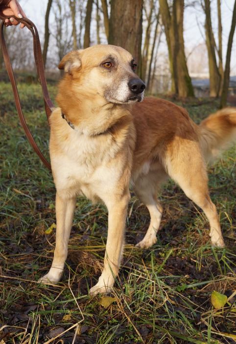 Lisek Fito szuka swojego miejsca na ziemi!