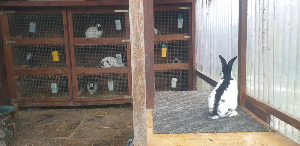 Króliki olbrzym srokacz samce i samice