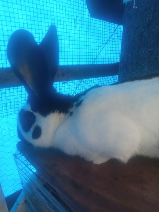 Na sprzedaż Srokacz olbrzym niemiecki