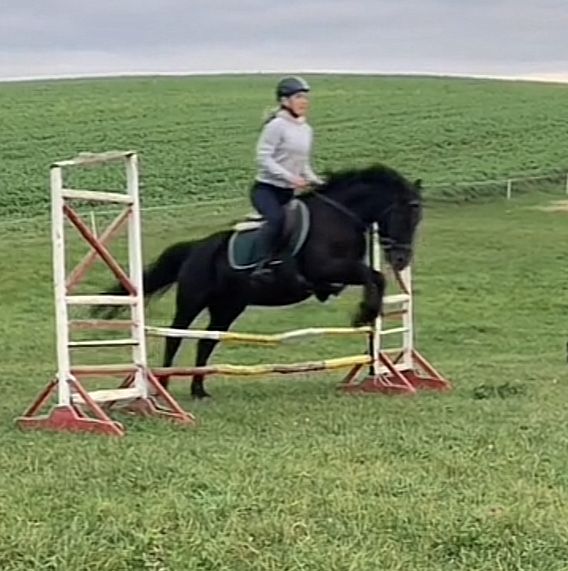 Wspaniały kuc feliński ze sprzętem