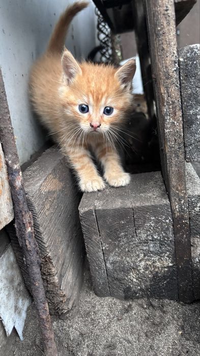 Котики в добрі руки