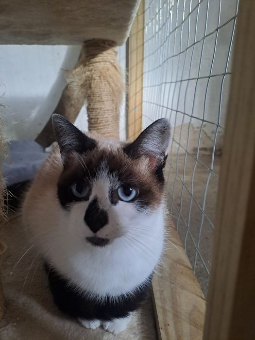 Gata com 1 ano para adoção