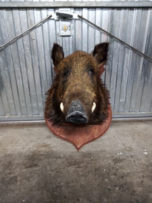 Sprzedam głowe dzika