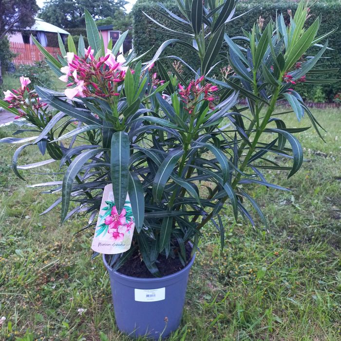 Oleander pospolity w donicy