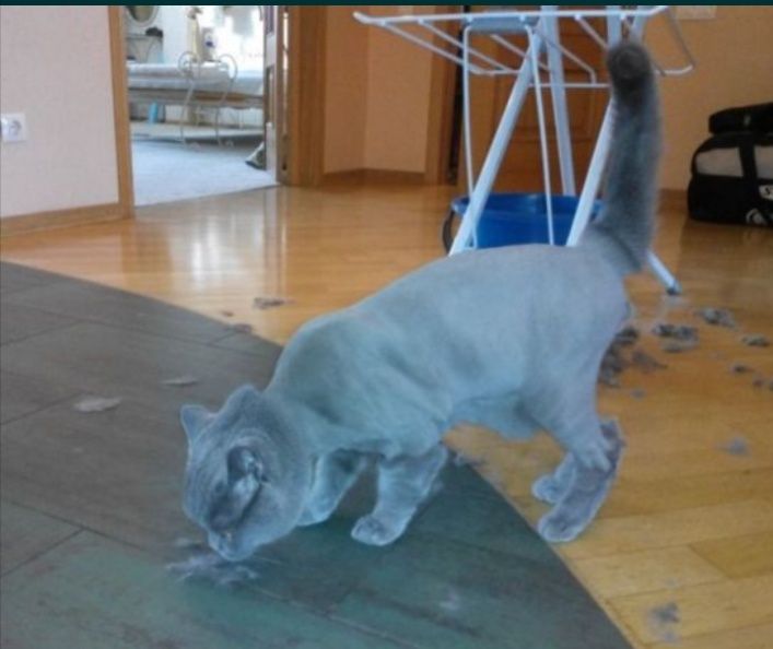 Стрижка котов  и кошек