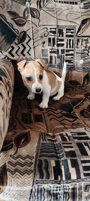Jack Russell Terrier