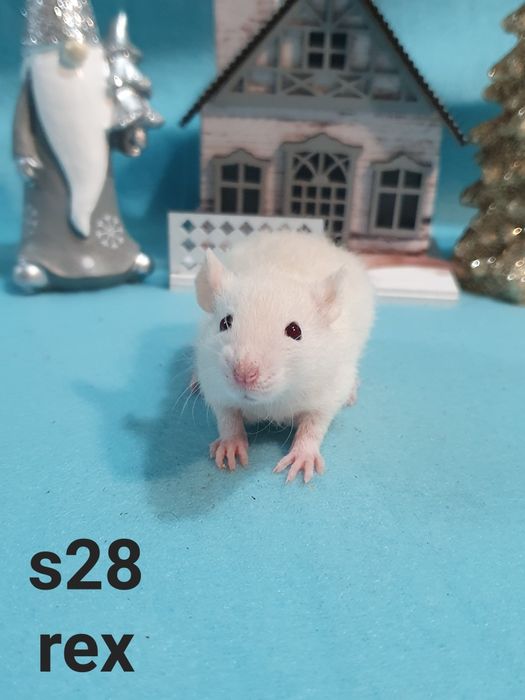 Szczurki szczurek szczury