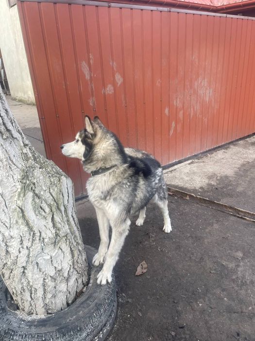 Віддам собаку в хороші руки (безкоштовно)