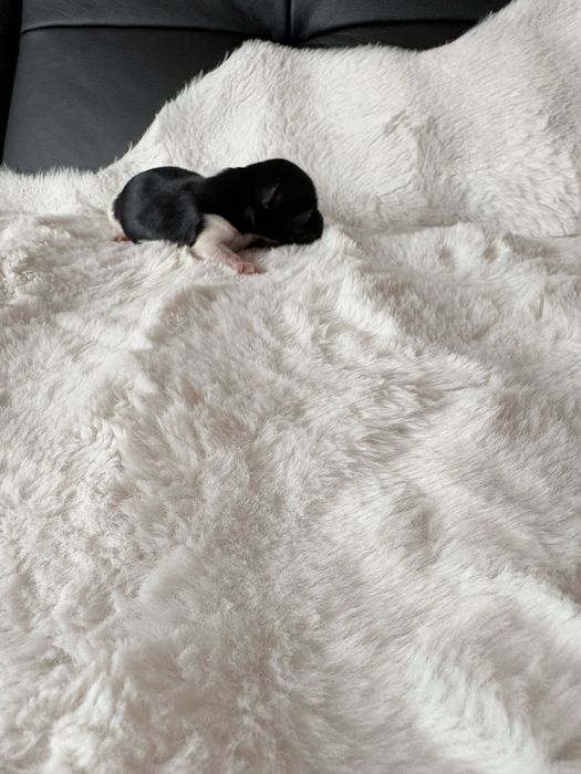 Piesek  Biewer samiec