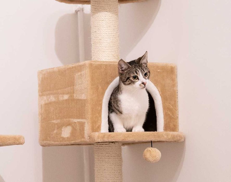 Kotka do adopcji - KLAWA, 1 rok