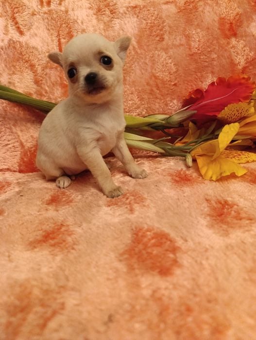 Пропонується гарненька дівчинка