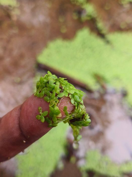 Lentilha de Água (Planta Flutuante) – Crescimento Rápido e Alta Eficiência