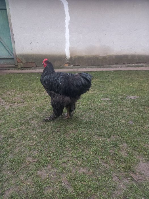 Продам  кугутів брама