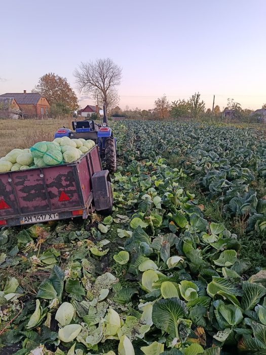 Продам капусту, сорт "агресор"