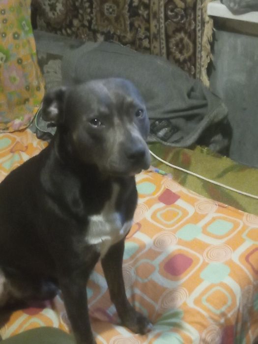 Голубой Стафф для вязки.