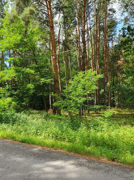 Atrakcyjna działka budowlana z lasem