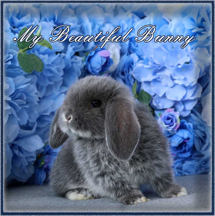 Piękny Królik Mini Lop - Blue Otter