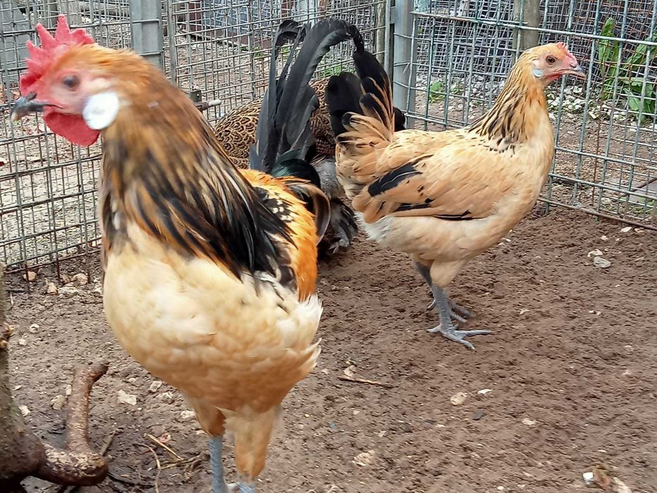 Andaluza Surenha Morucha