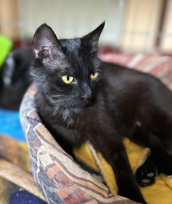 Przepiękna czarna koteczka do adopcji