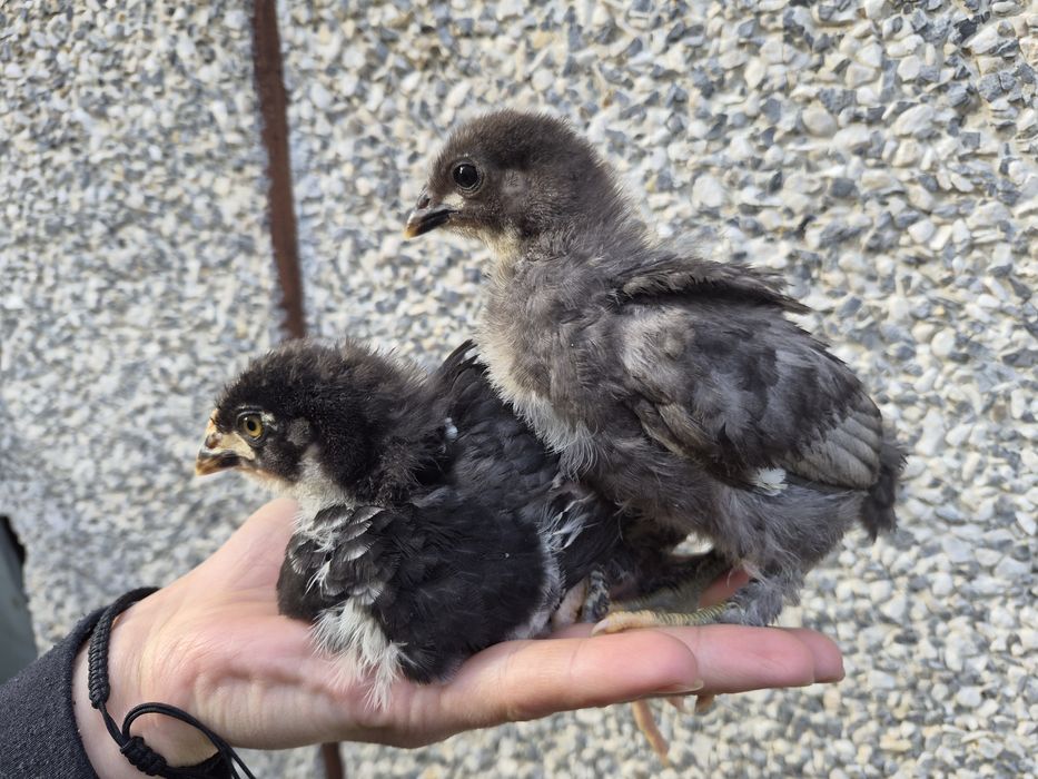6 Kogutków marans